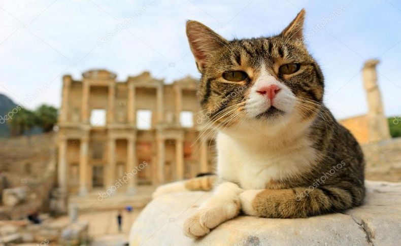 Efes Antik Kenti kedilere kaldı