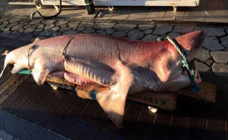 Ege'de dev köpek balığı yakalandı