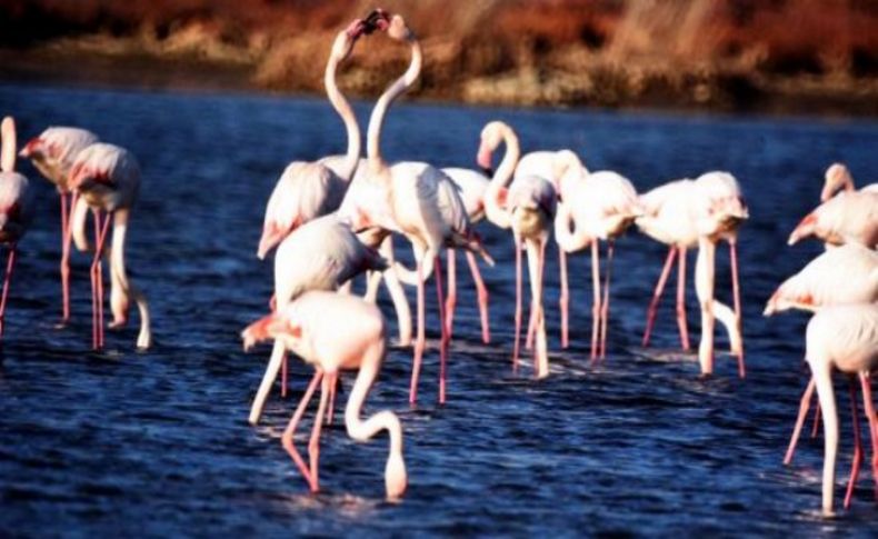 Flamingo cenneti için koruma önlemi çağrısı