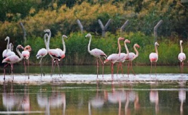 Flamingolar Bademli'ye renk kattı