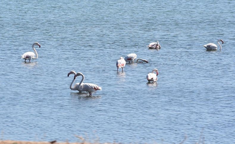 Flamingolar ilgi odağı oldu