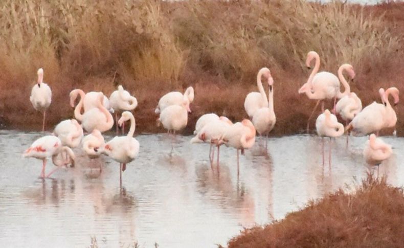Flamingoların yeni evi