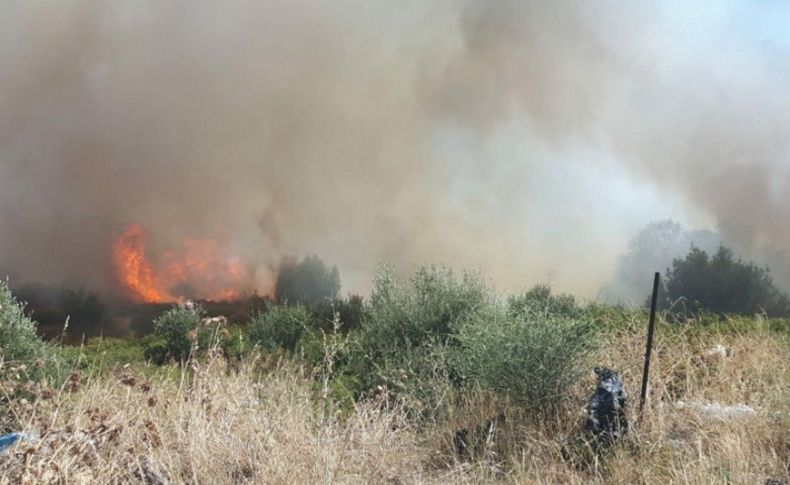Foça'da 2 hektar makilik alan yandı
