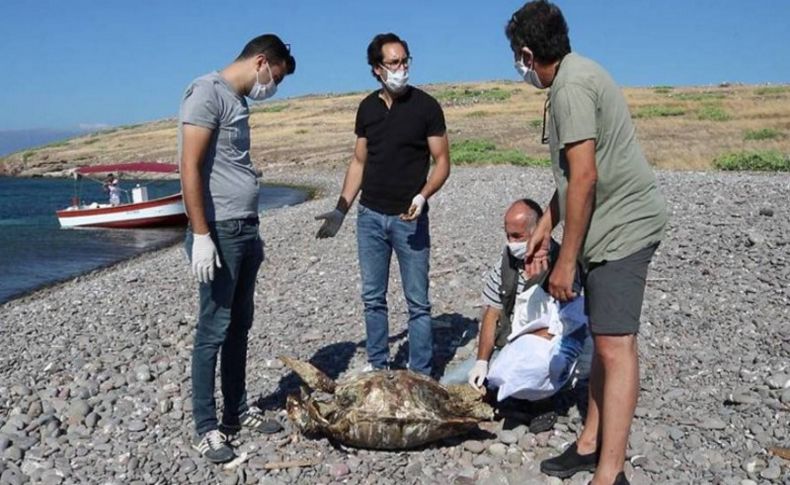 Foça'da sahile vurmuş ölü caretta caretta bulundu