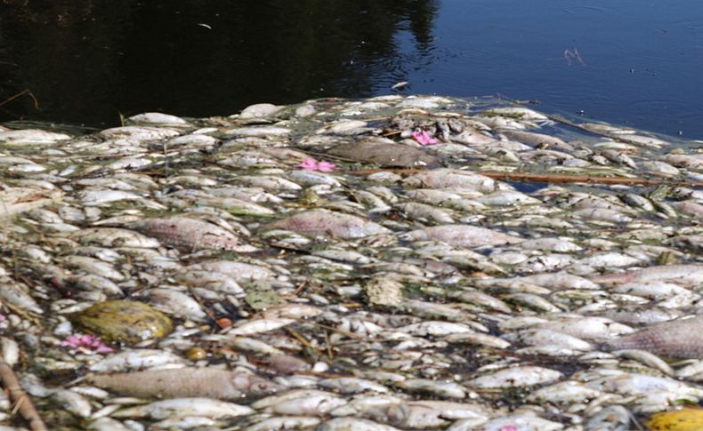 Foça ve Menemen'de sulama kanalında balık ölümleri endişesi