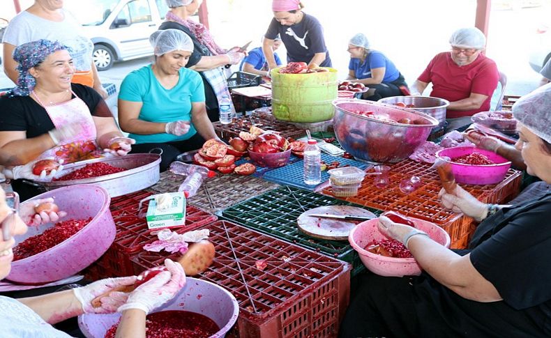 Foçalı kadınlar narlı türküler eşliğinde nar ekşisi üretiyor
