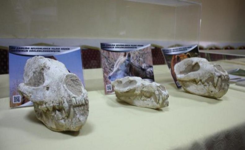 Fosiller Aliağa'da sergileniyor