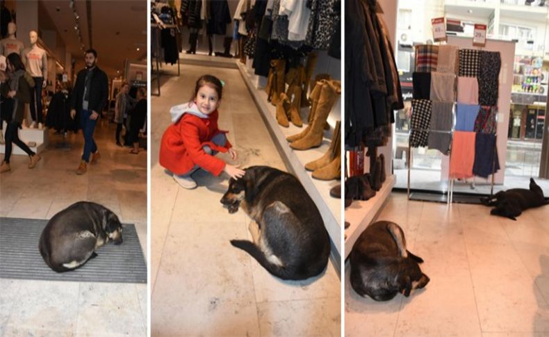 Giyim mağazası soğukta kapılarını sokak hayvanlarına açtı