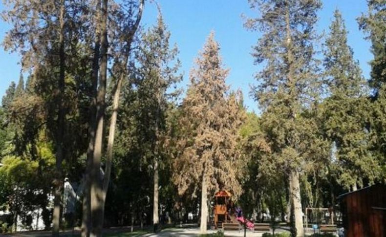 Hasanağa Bahçesi'ndeki ağaçlar kuruyor