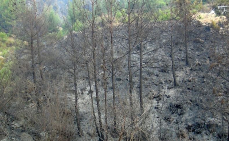 Hatay Valisi: Yangından 2 bin hektar alanın etkilendiğini tahmin ediyoruz