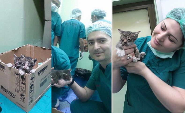 Yavru kedileri hemşireler kurtardı