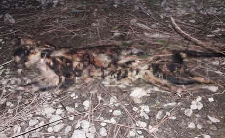 Hayvana işkence: Patilerini kestikleri kediyi yaktılar