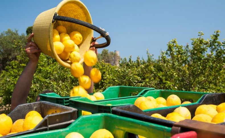 İhracatçılar limon ihracatında ön izin şartının kaldırılmasından memnun