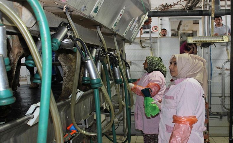 İŞKUR, Suriyelilere süt sığırı yetiştiriciliğini öğretiyor