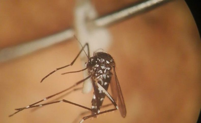 İstanbul'da 'Asya Kaplan Sivrisineği' paniği
