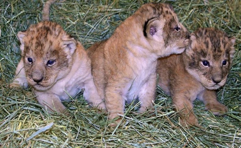 İsveç, 9 aslan yavrusu “masraflı” oldukları gerekçesiyle öldürdü