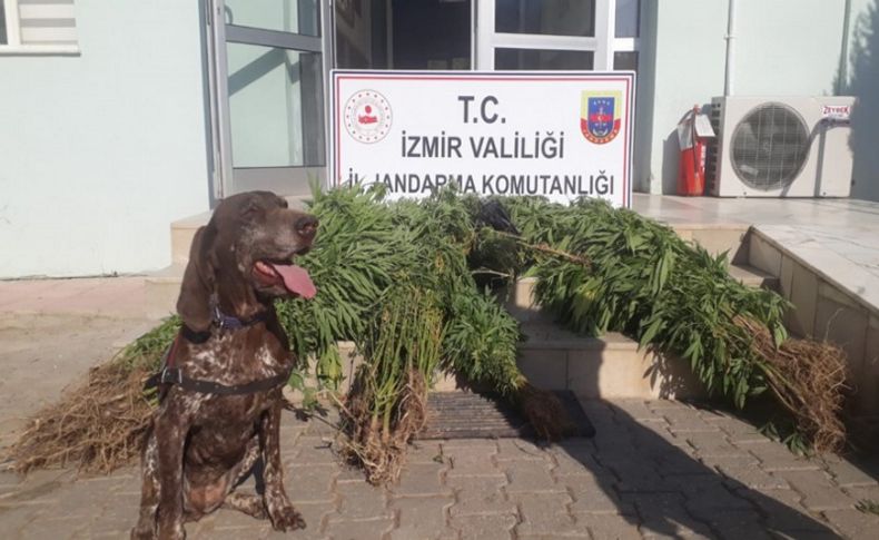 Beydağ'da uyuşturucu operasyonu:  2 gözaltı