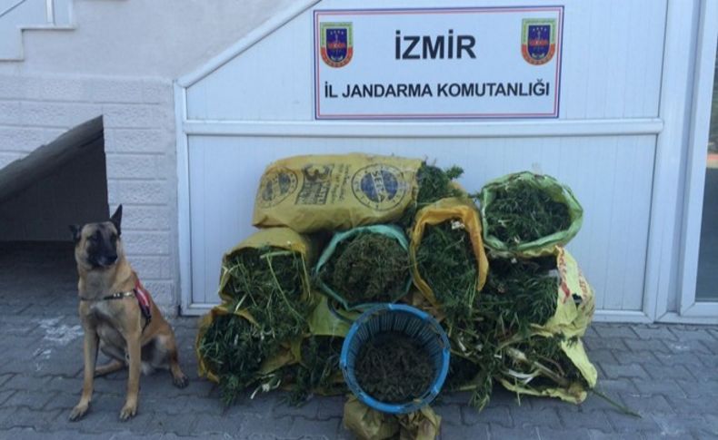 İzmir’de 86 kilo esrar ele geçirildi