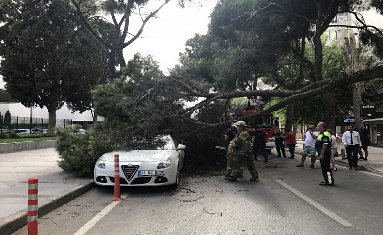 İzmir'de ağaç park halindeki araçların üzerine devrildi