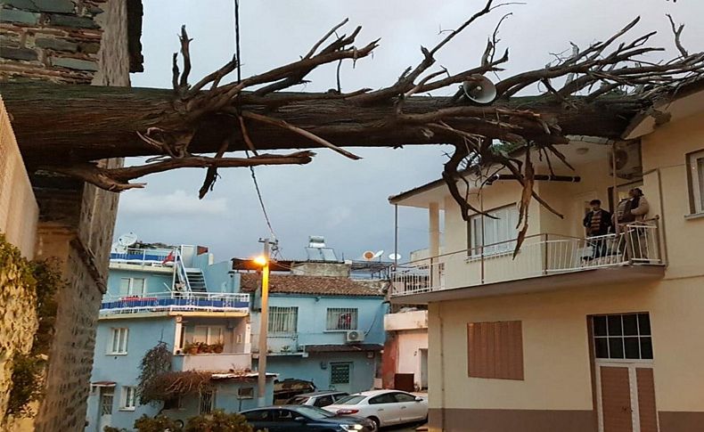 İzmir'de anıt ağaç evin çatısına devrildi