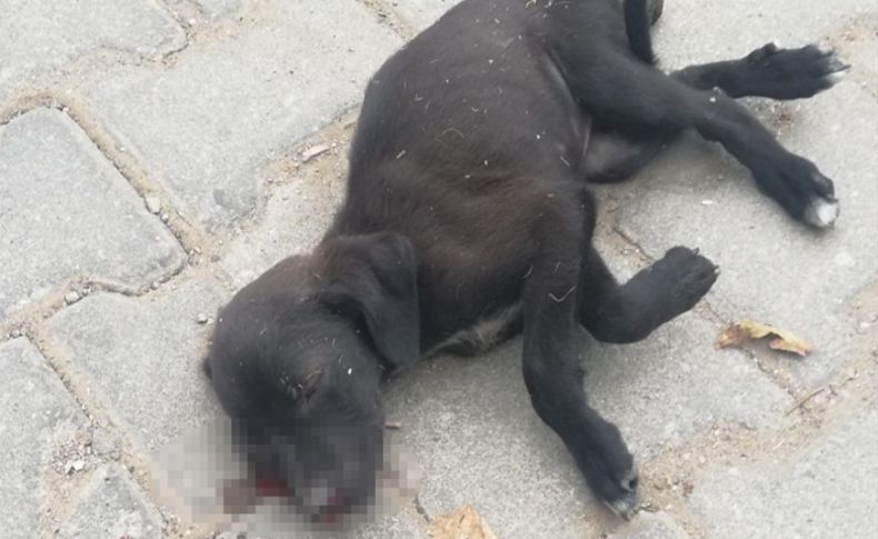 İzmir'de bahçesine giren yavru köpeğe sopayla vuran kadına ceza