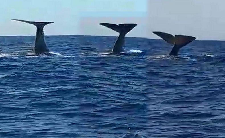 İzmir'de balina ve yavrusu heyecanı!