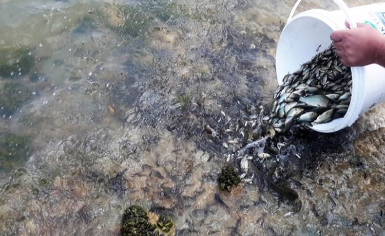 İzmir'de baraj göllerine on binlerce yavru balık bırakıldı
