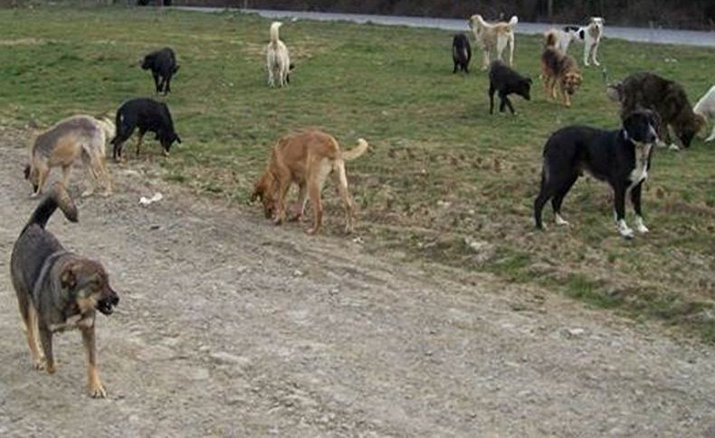 İzmir'de başıboş köpekler kuzulara saldırdı iddiası