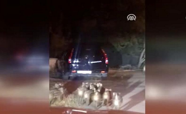 İzmir'de domuz sürüsü Çeşmealtı'na indi