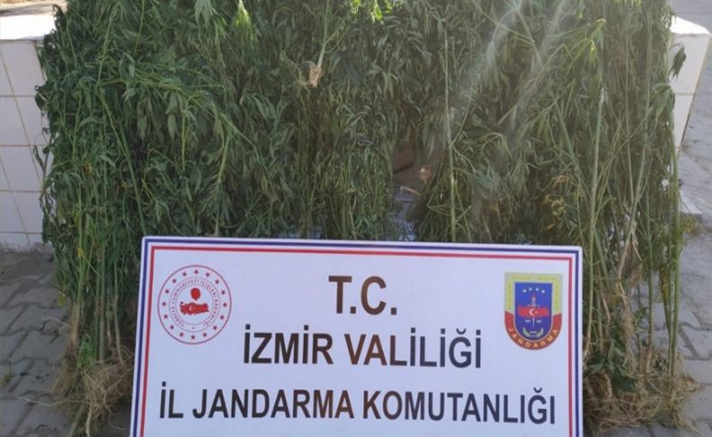 İzmir'de jandarmanın drone ile uyuşturucu denetimi devam ediyor