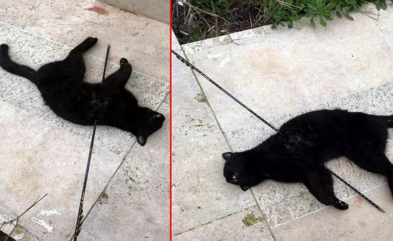 İzmir'de kediyi okla vurdular