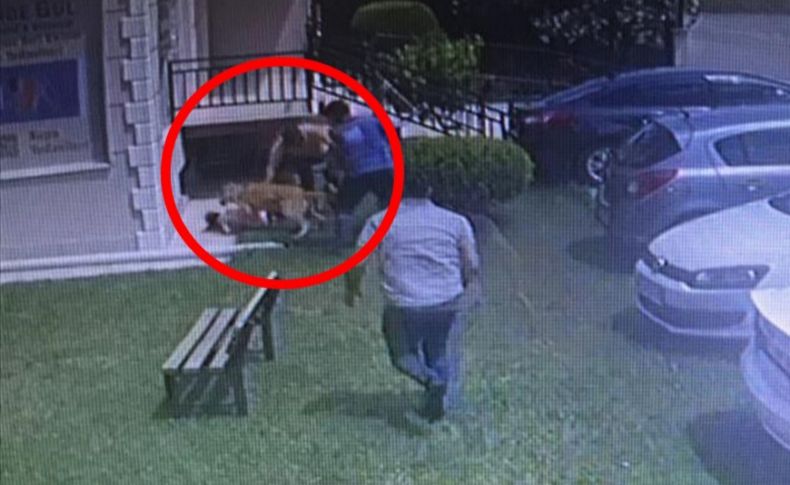 İzmir'de köpeğin çocuğa saldırma anı kamerada