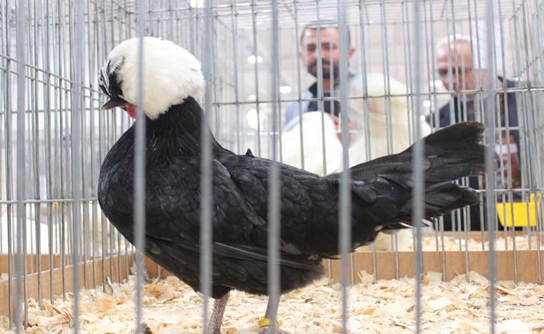 İzmir'de kümes hayvanları yarışması