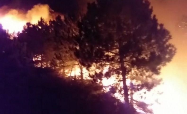 İzmir'de orman yangını sonrası ağır bilanço