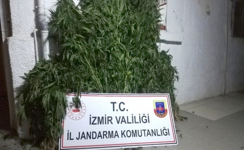 İzmir'de ormana ekili Hint keneviri ele geçirildi