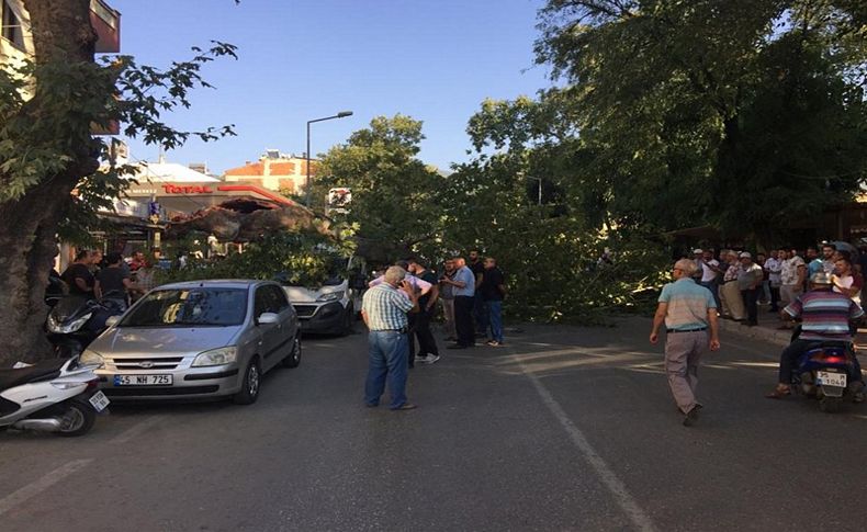 İzmir'de ortadan ayrılan ağaç otomobilin üzerine devrildi