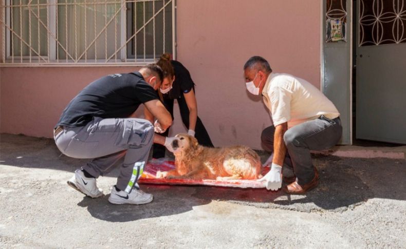 İzmir'de sokak hayvanlarına acil müdahale aracı beşe çıkarıldı