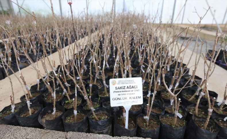 İzmir'de son 5 yılda 90 bin sakız ağacı fidanı üretildi