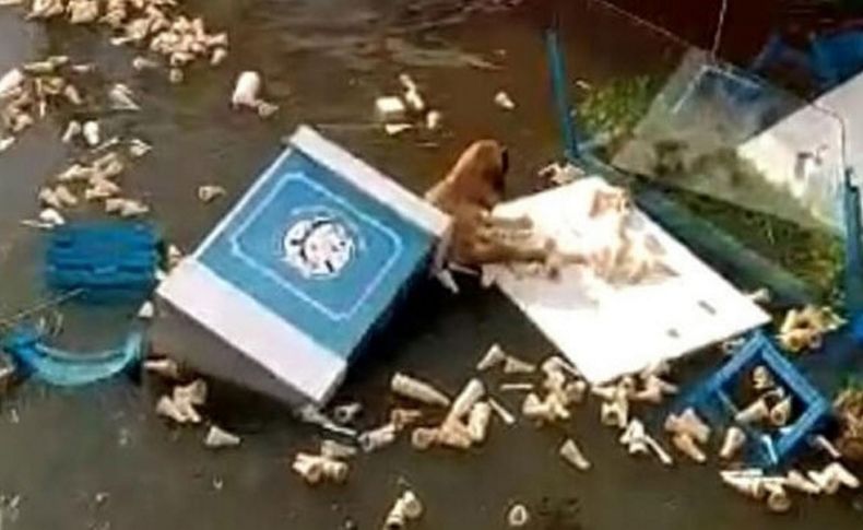 İzmir'de tsunamiye kapılan köpeğin yaşam mücadelesi kamerada
