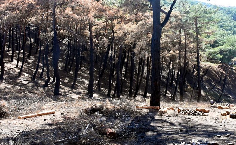 İzmir'de yanan orman alanı, şubata kadar ağaçlandırılacak