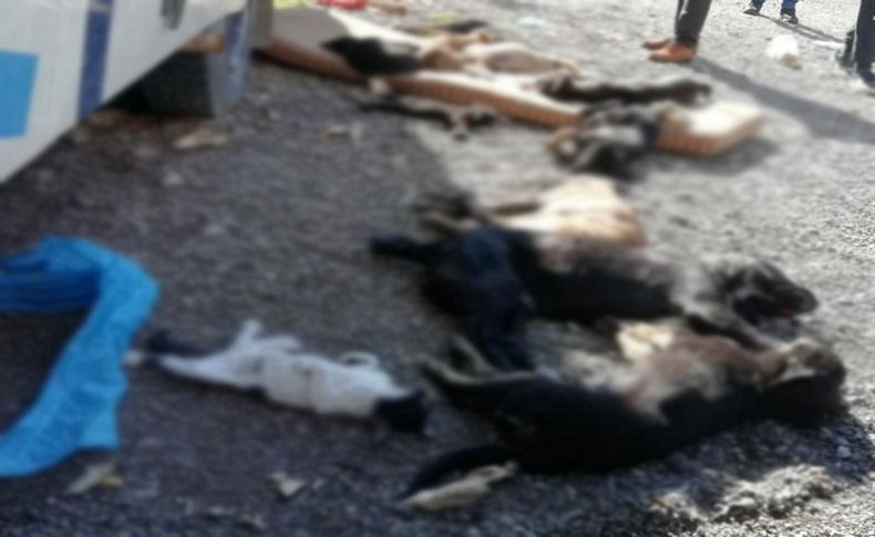 İzmir'de zehirli et verilen 9 köpek ve 3 kedi öldü