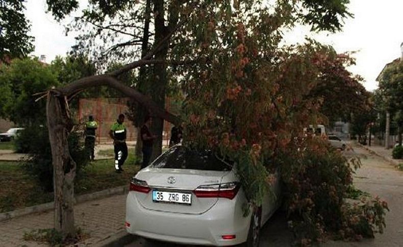 İzmir'deki şiddetli rüzgar ağaçları devirdi