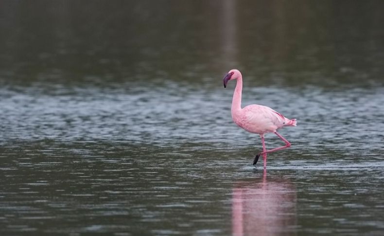 İzmir'e 'Küçük flamingo' geldi