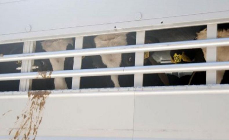 İzmir'e Uruguay'dan damızlık inek geldi