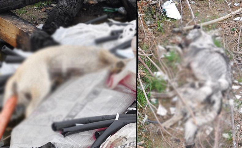 İzmir'in o ilçesinde çöplükte 14 kedi ve köpek ölüsü bulundu