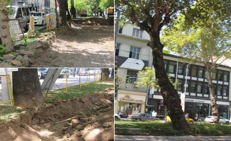 İzmir Orman Mühendisleri Odası'ndan 'ağaç' uyarısı