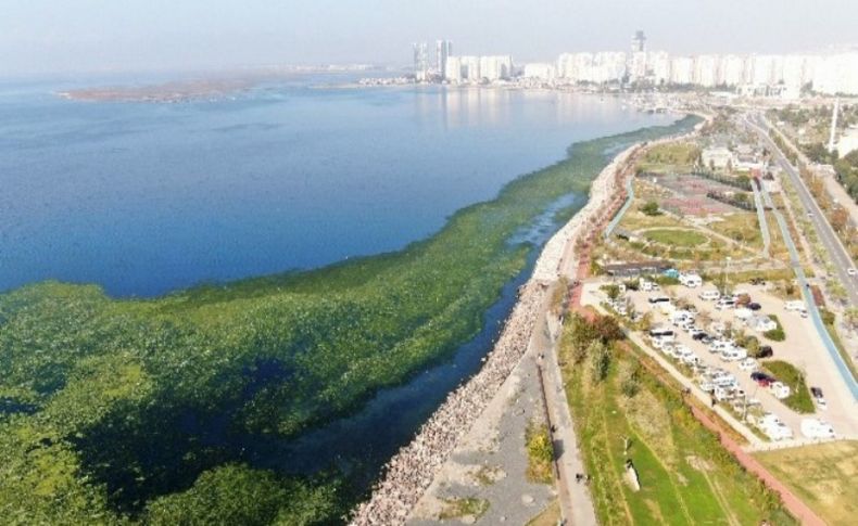 İzmir sahillerine 'deniz marulu' istilası