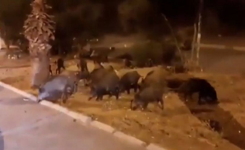 Kalabalık yaban domuzu sürüsü İzmir’de şehir merkezine indi
