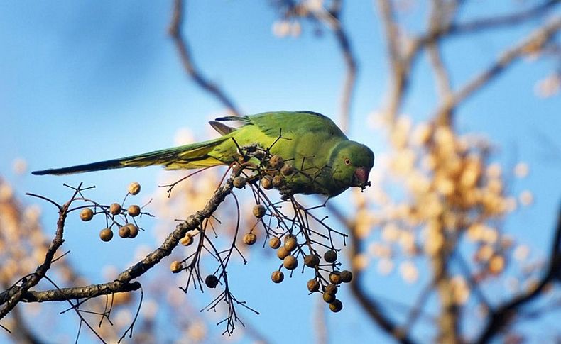 Bornova'yı yeşil papağanlar bastı
