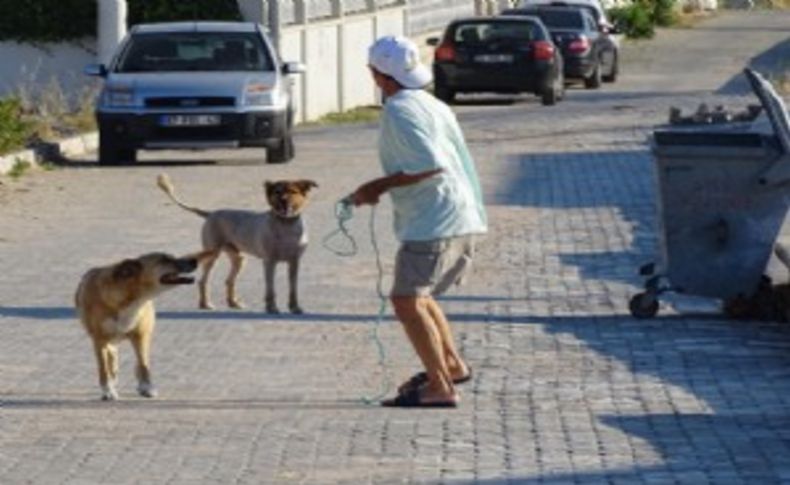 Çeşme'deki sokak köpekleri sorunu gündemden düşmüyor